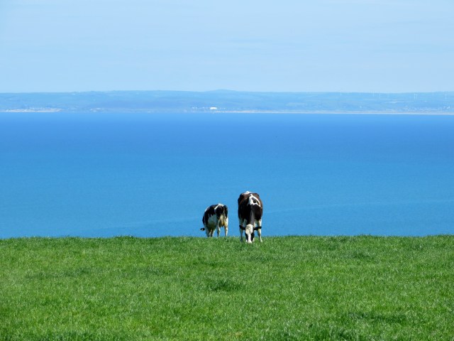 Cows on Hartland walk