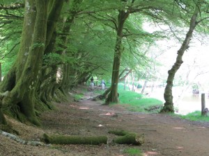 Woodland footpath near Tarr Steps