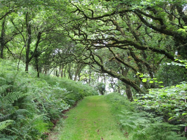 Woodland walk in Six Acre Wood near Valley of the Rocks