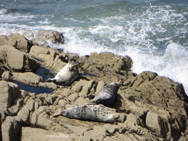 Three seals near Morte Point