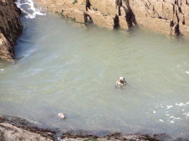 Two wild seals near Morte Point