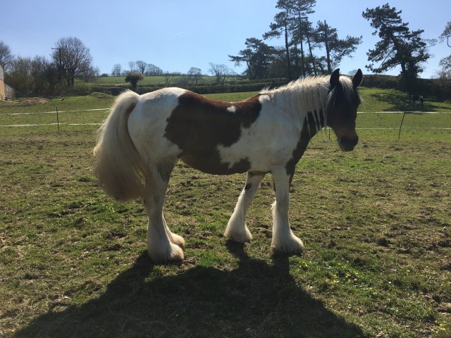 Horse in paddock near Landkey
