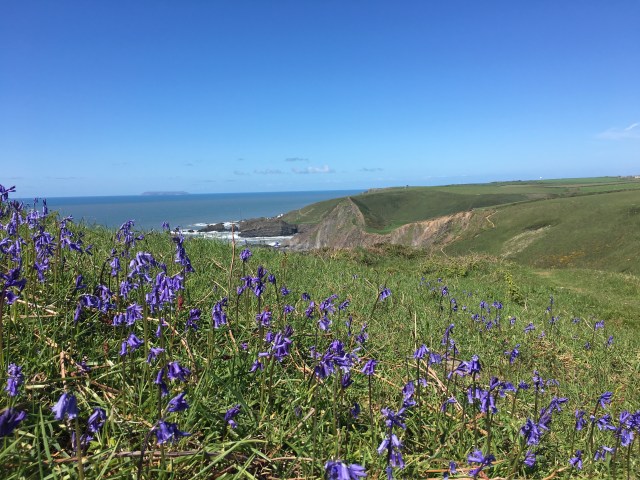 Bluebells on South West Coast Path near Hartland