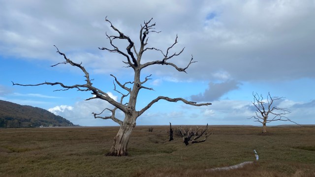 Trees on Porlock marshes
