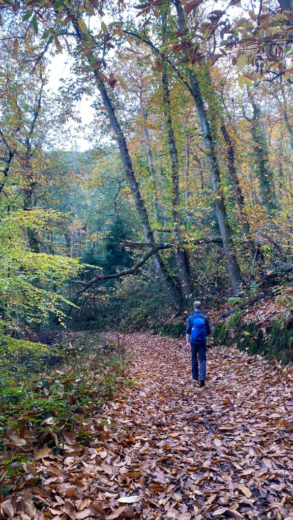 Walking through woodland between Porlock Wier and Porlock