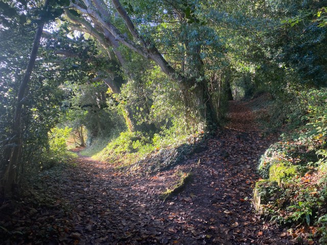 Paths through woodland on walk from Selworthy to Bossington
